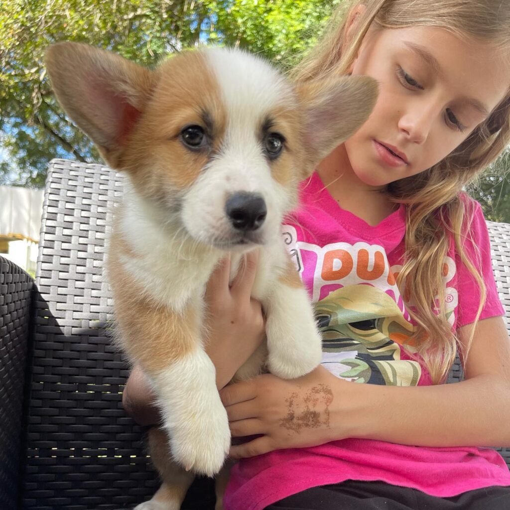 cheap pembroke welsh corgi puppies for sale