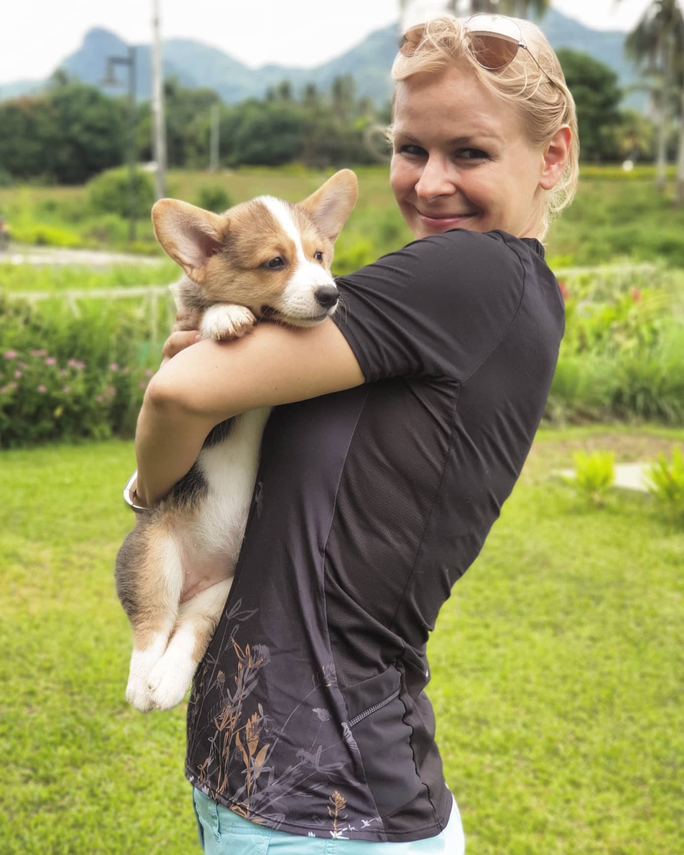 cute pembroke welsh corgi puppies