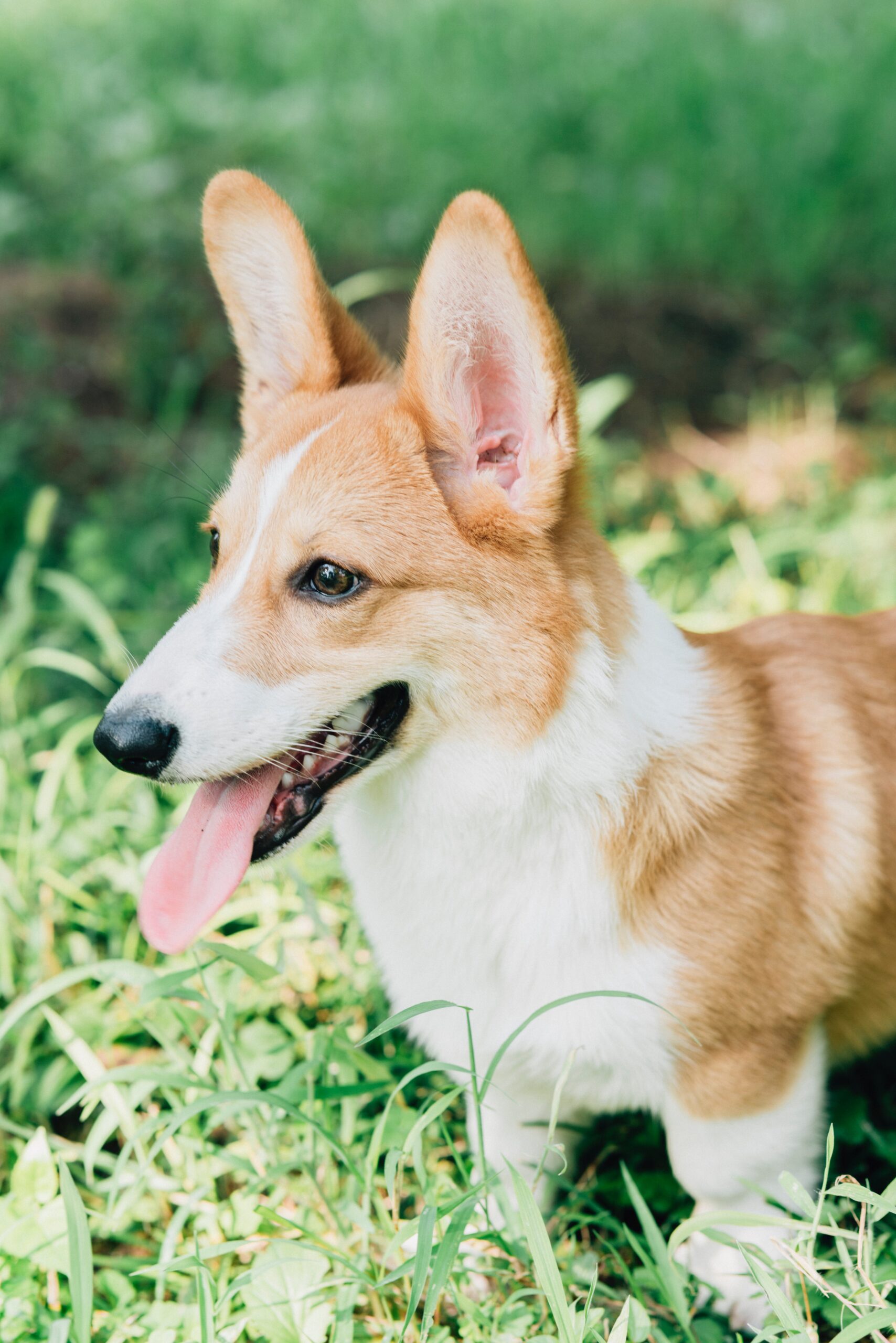Read more about the article What to Know About Potty Training Pembroke Welsh Corgi Dogs .