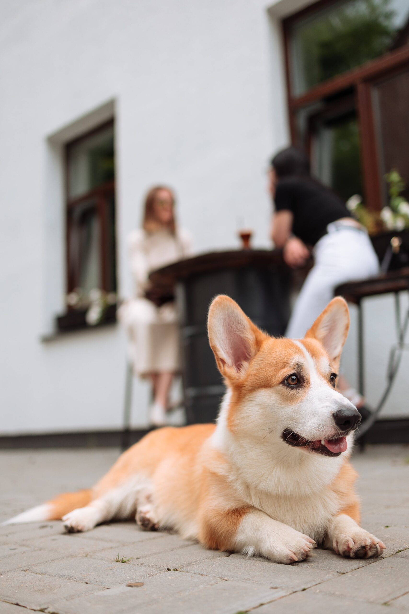 Read more about the article Your Guide To The Pembroke Welsh Corgi Puppies