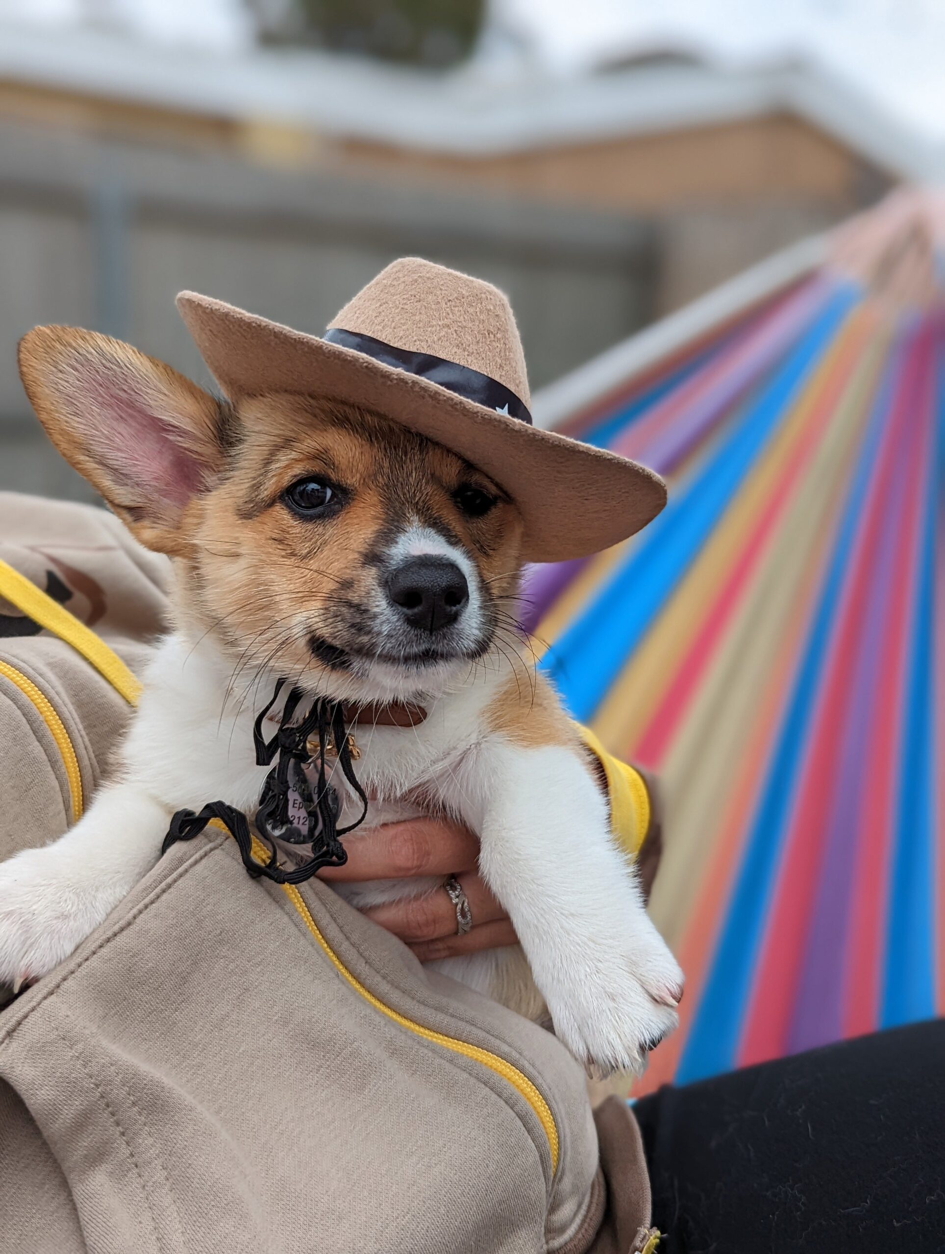 Read more about the article Reasons Getting A Pembroke Welsh Corgi Puppy Will Make You Feel Awesome .