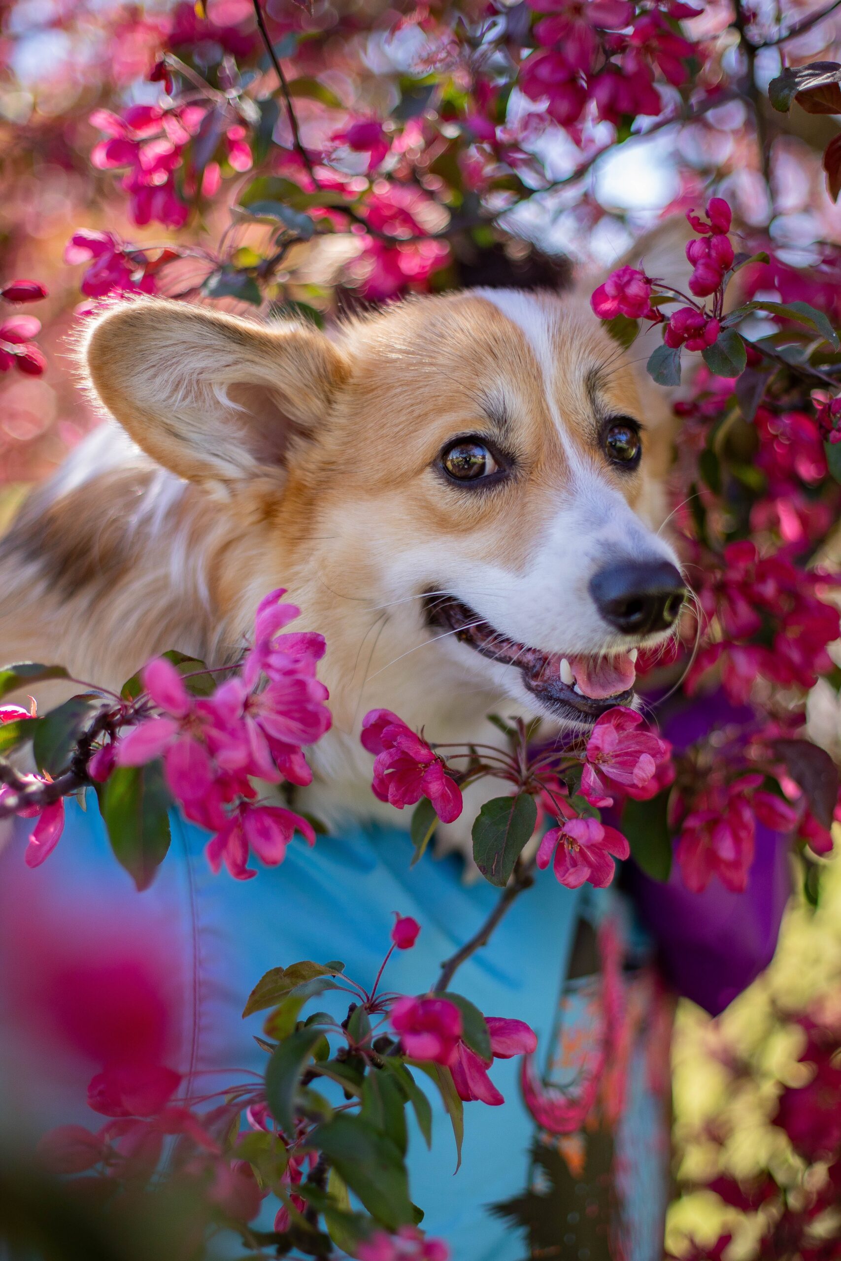 Read more about the article Activities Perfect for Pembroke Welsh Corgi