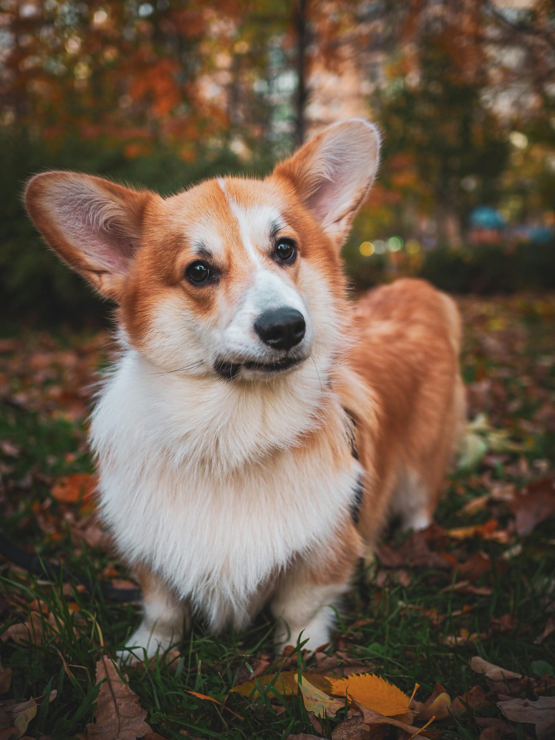 Read more about the article Everything You Need To Know About Pembroke Welsh Corgi