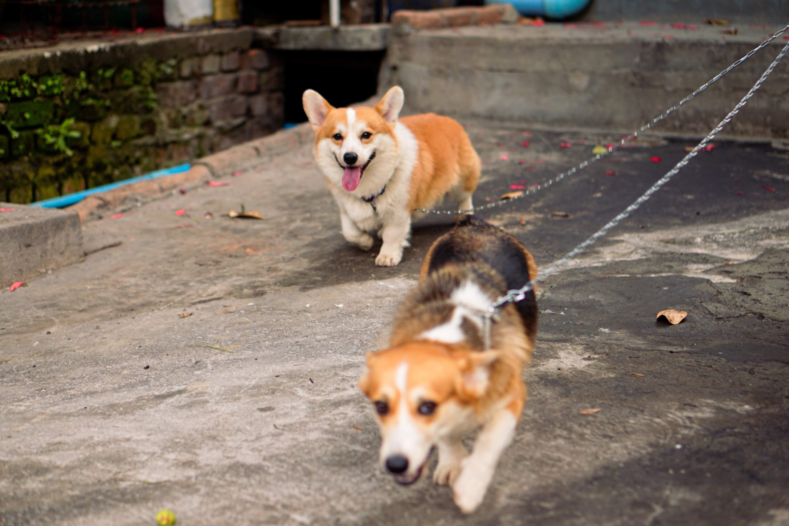 Read more about the article Why Pembroke Welsh corgi are great farm dogs
