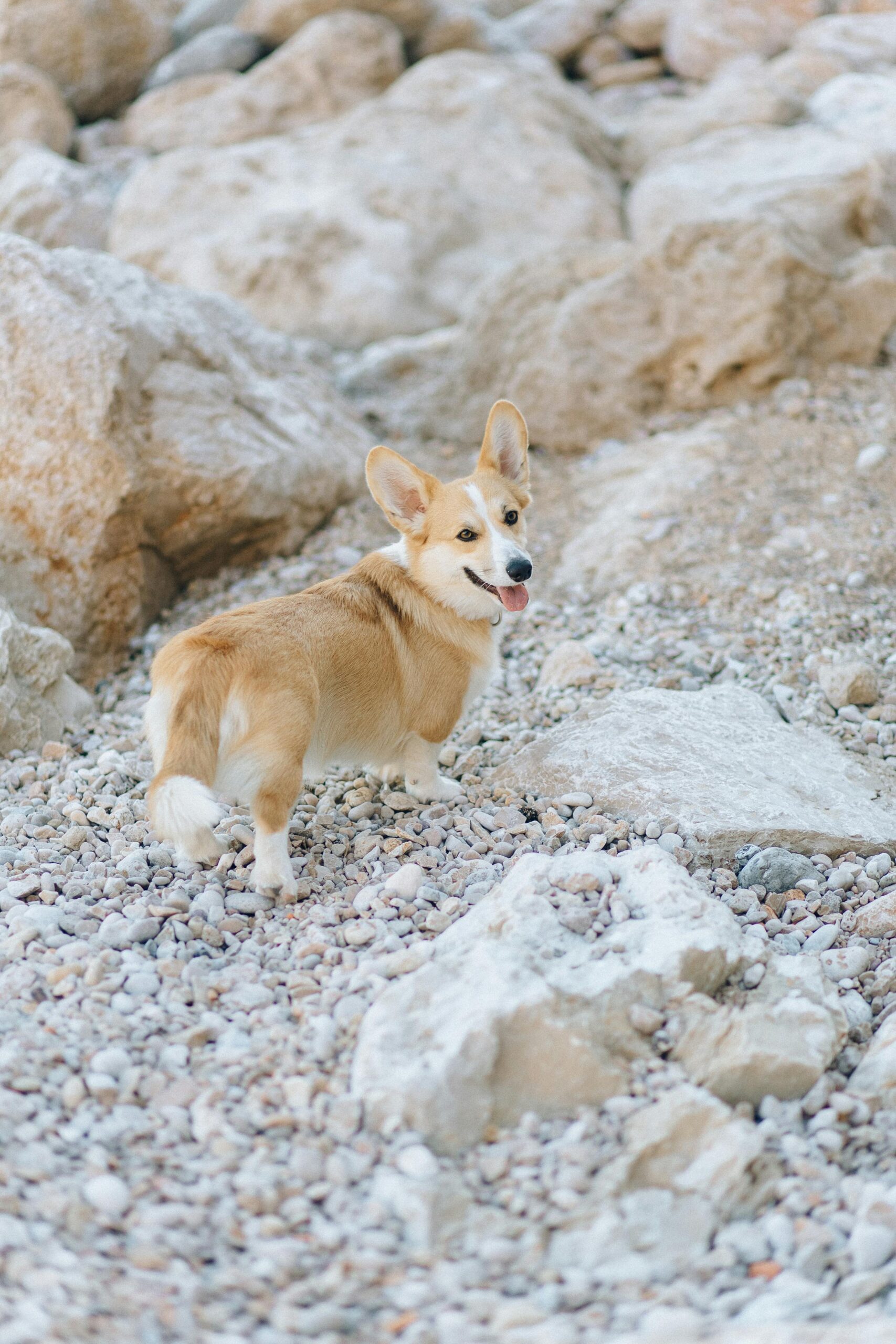 Read more about the article 10 Irresistible Reasons You Should Welcome a Pembroke Welsh Corgi Into Your Life